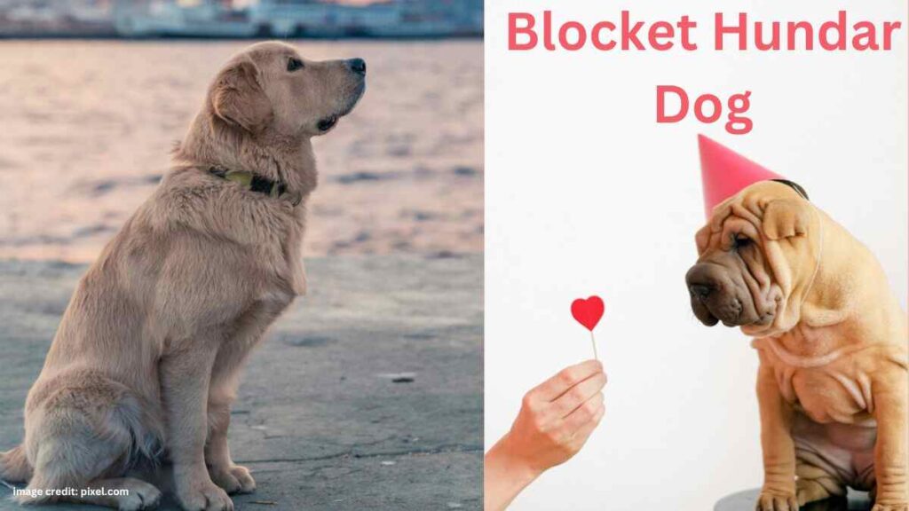 Blocket Hundar Dog